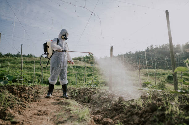 Best Ant Control Services  in The Colony, TX