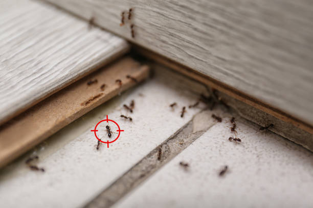 Best Termite Control Services  in The Colony, TX