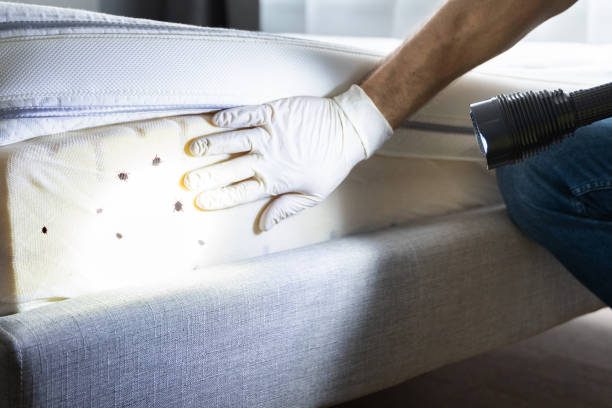 Best Pest Removal Services  in The Colony, TX