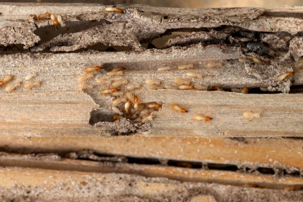 Best Mosquito Control Services  in The Colony, TX