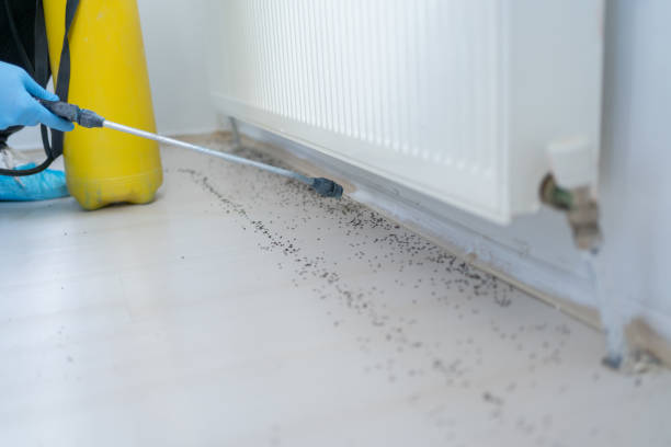 Pest Control for Restaurants in The Colony, TX