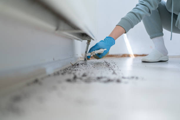 Best Rat Extermination Near Me  in The Colony, TX